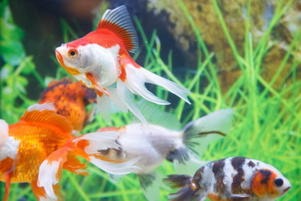 Global Pet Expo
