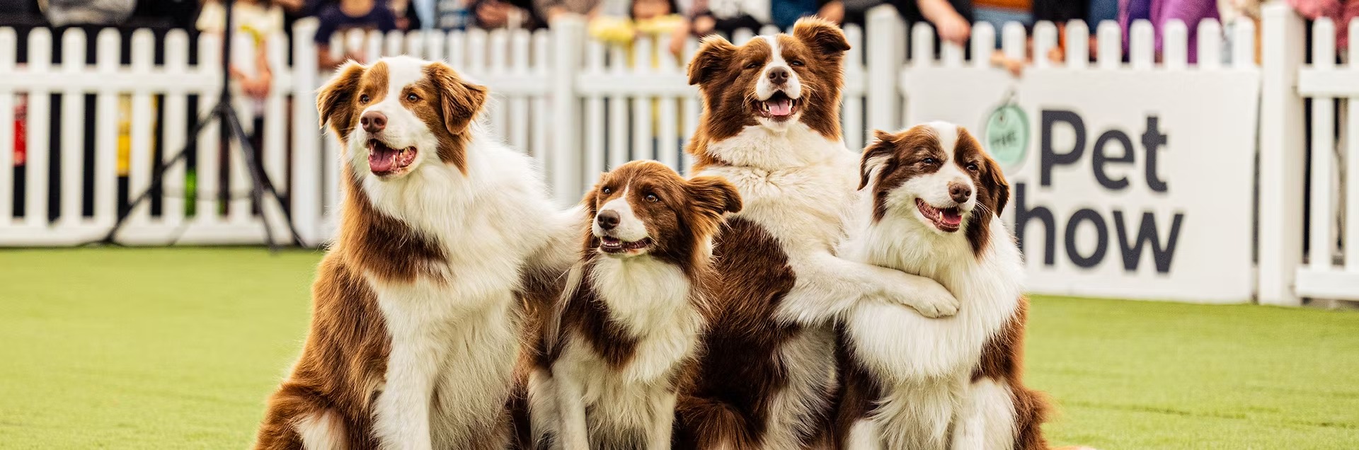 The Pet Show Melbourne 图片 2