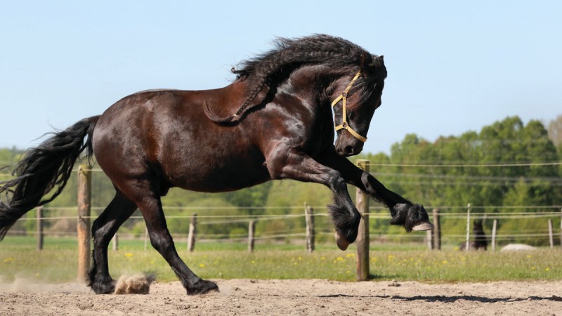 spoga horse 图片 3